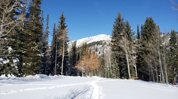 Alta Snowshoe Tour