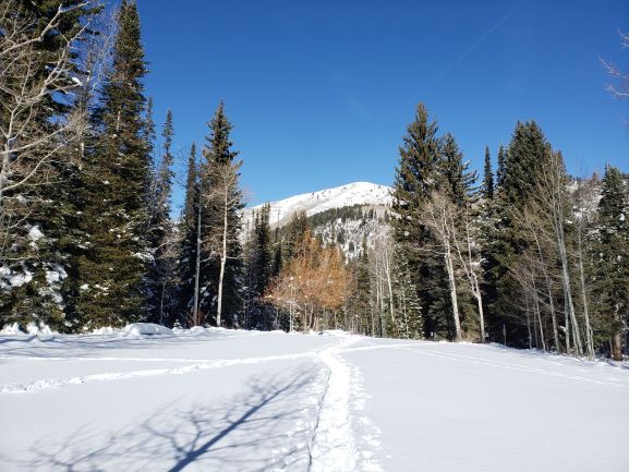 Alta Snowshoe Tour