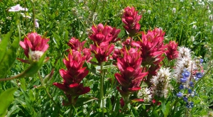 Wasatch Wildflower Festival