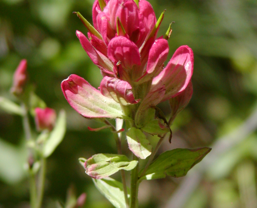 Wasatch Wildflower Festival Cottonwood Canyons Foundation