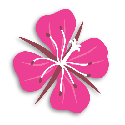 Bright pink five-petal flower with white stamens on a black background.