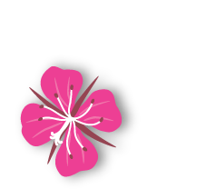 Pink hibiscus flower with a white center, isolated on a black background.