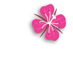 Pink hibiscus flower with white center on a black background.